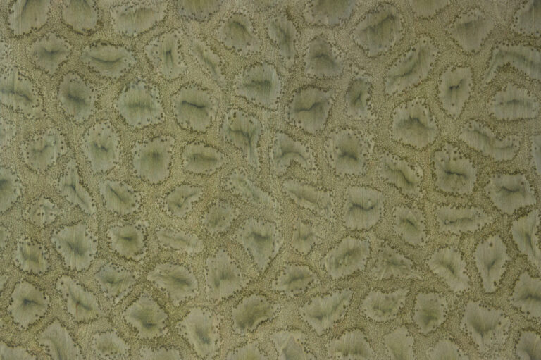 Snake 05_07